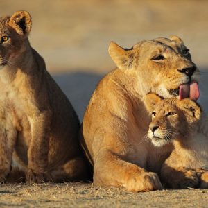 voyage-organise-afrique-du-sud-famille-lions-voyage-del-tour