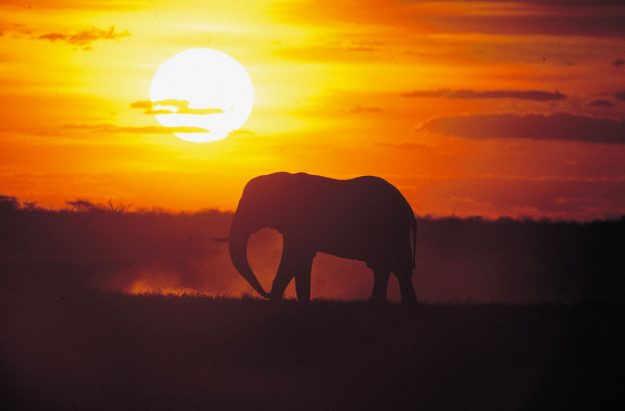 Voyage-organise-Afrique-du-Sud-Elephant-Coucher-de-soleil-Voyages-Del-Tour