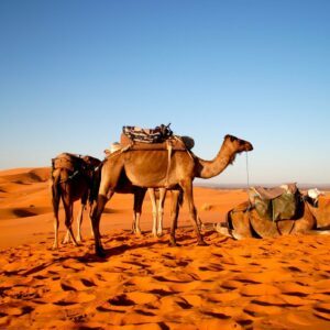 Voyage-organise-Maroc-desert-Chameau-Voyages-Del-Tour