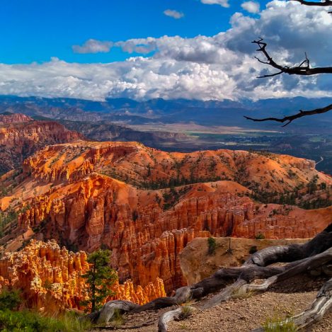 Voyage-organise-USA-Utah-Bryce-Canyon-vue-panoramique-arbre-mort-Voyages-Del-Tour
