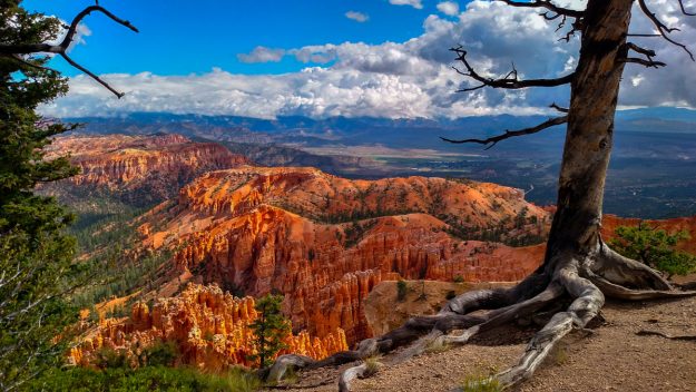 Voyage-organise-USA-Utah-Bryce-Canyon-vue-panoramique-arbre-mort-Voyages-Del-Tour