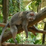 christinak93-indonesia-4616370_1280